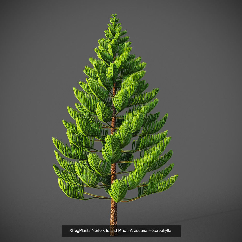 Collection - Xfrog Conifers Superpack  _25