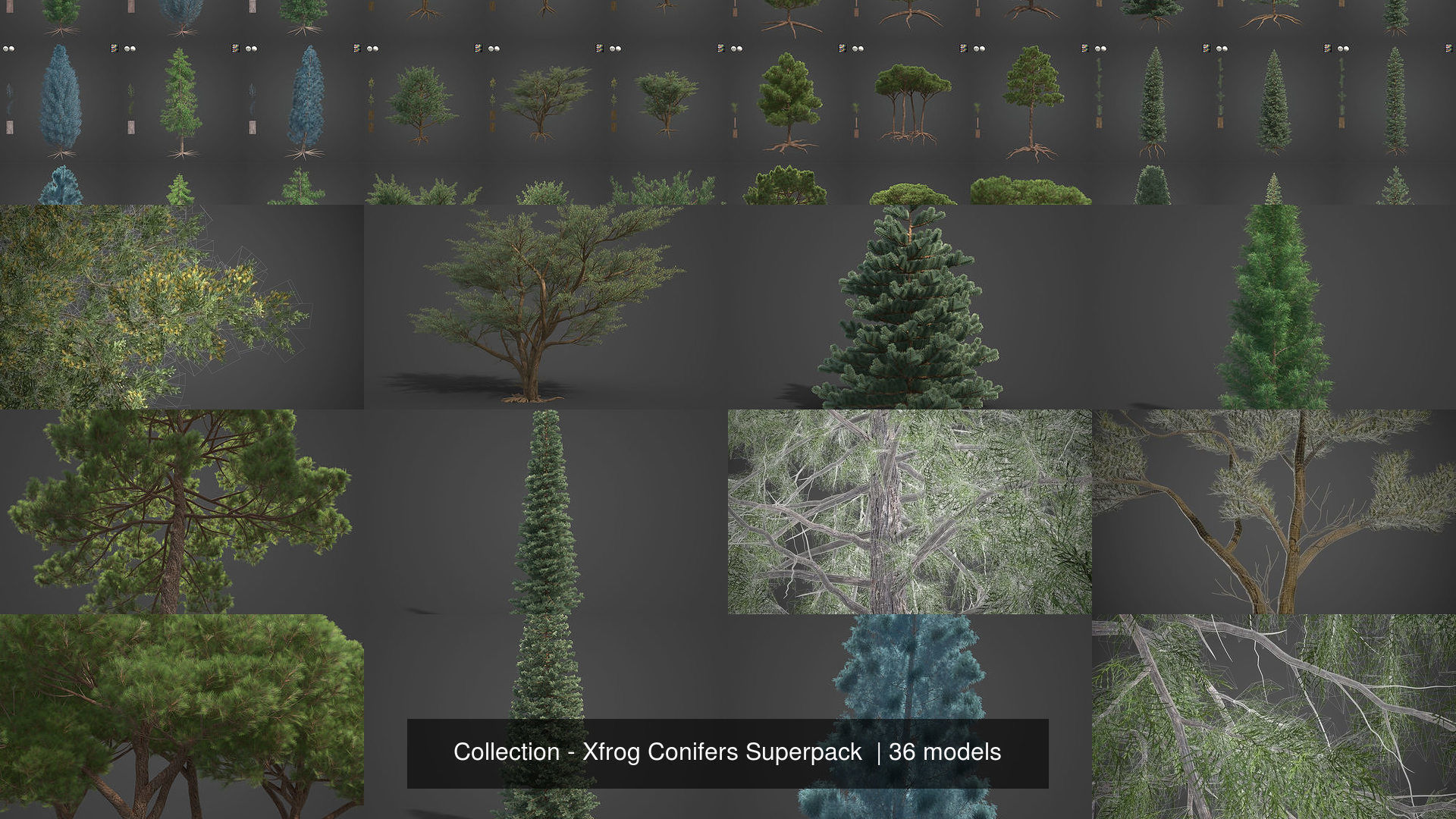 Collection - Xfrog Conifers Superpack  _15