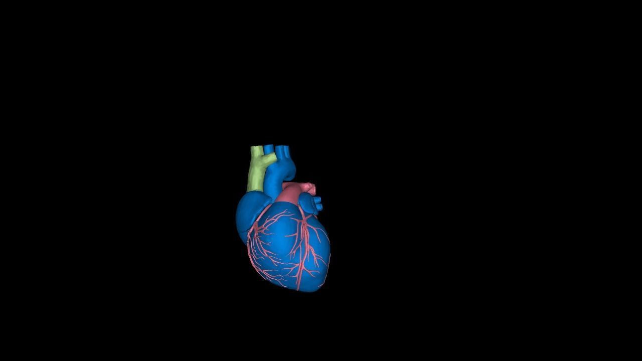heart beating Low-poly 3D model_21