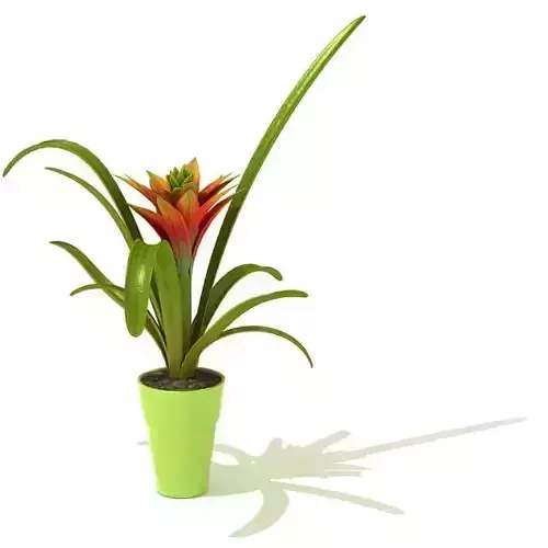 Single Bloom   Bromeliad Plant 3D model