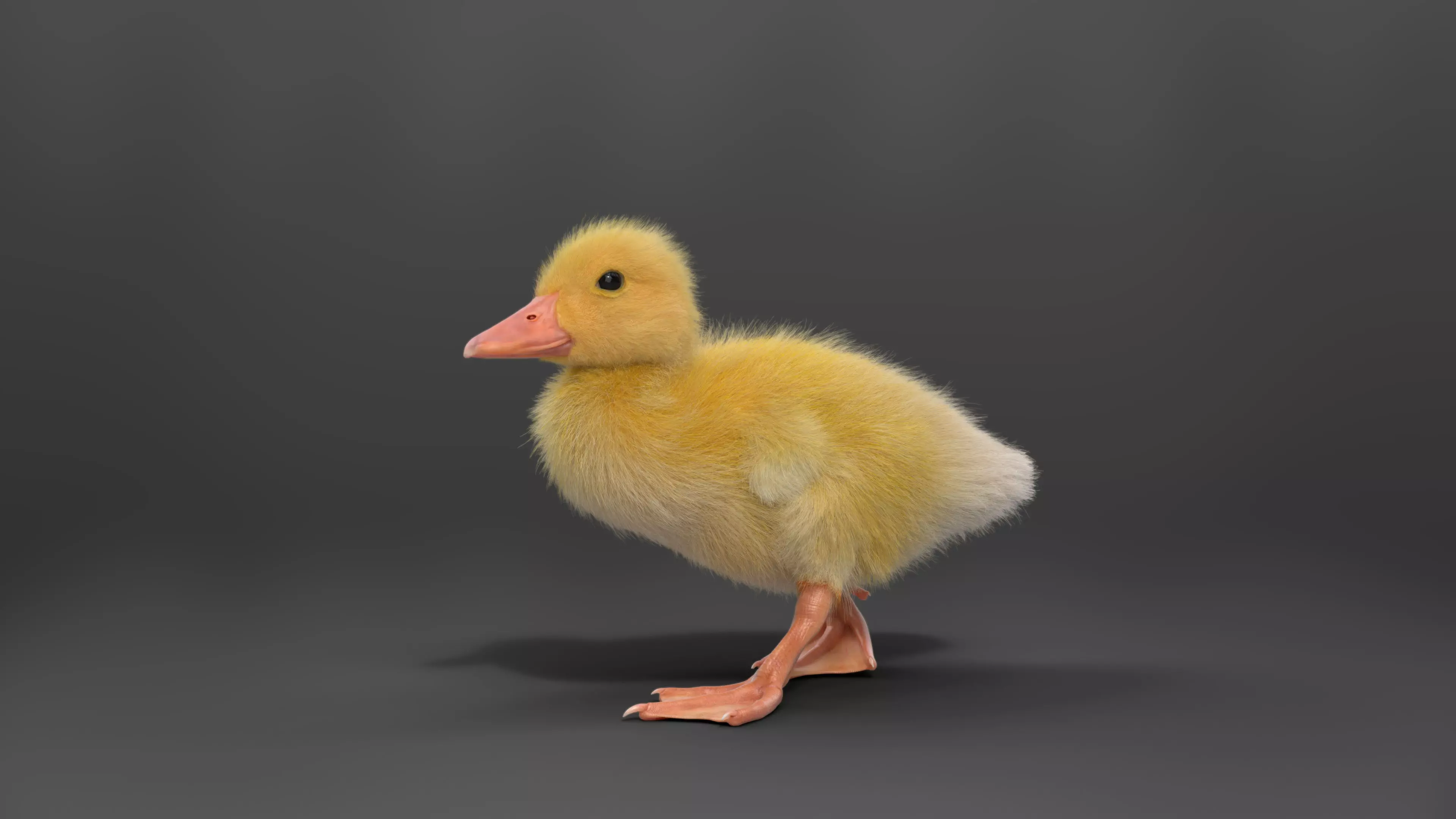 Duckling Animated VFX Grace 3D model_0