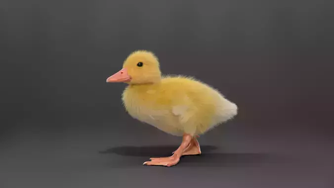 Duckling Animated VFX Grace 3D model