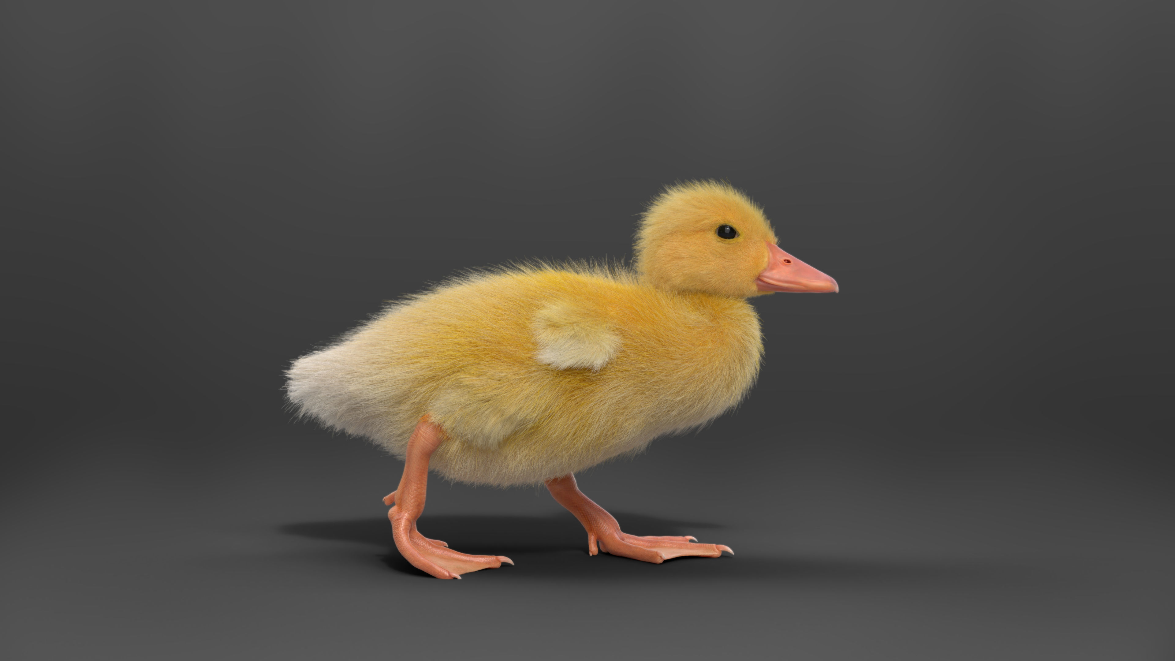 Duckling Animated VFX Grace 3D model_8