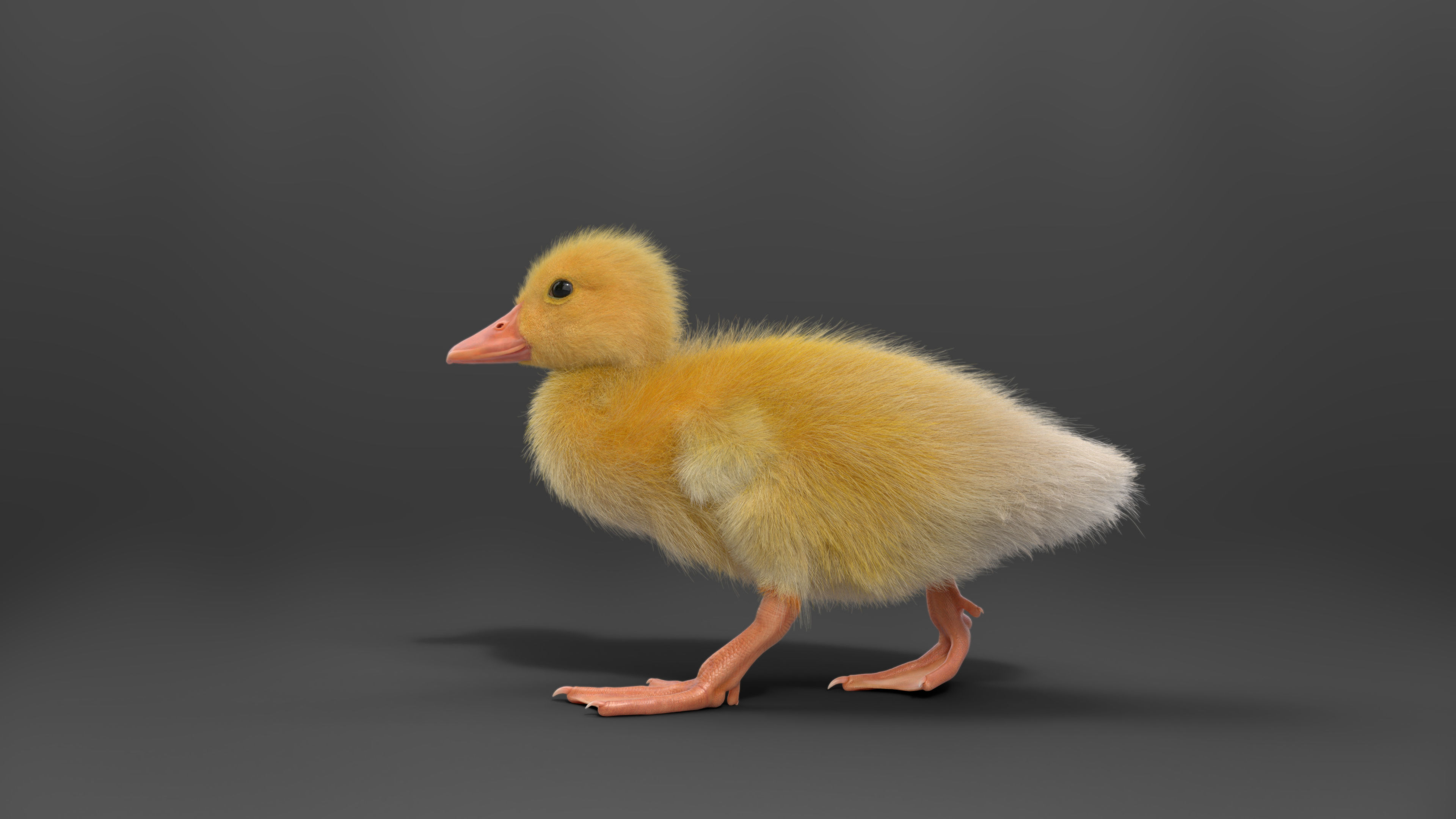 Duckling Animated VFX Grace 3D model_11