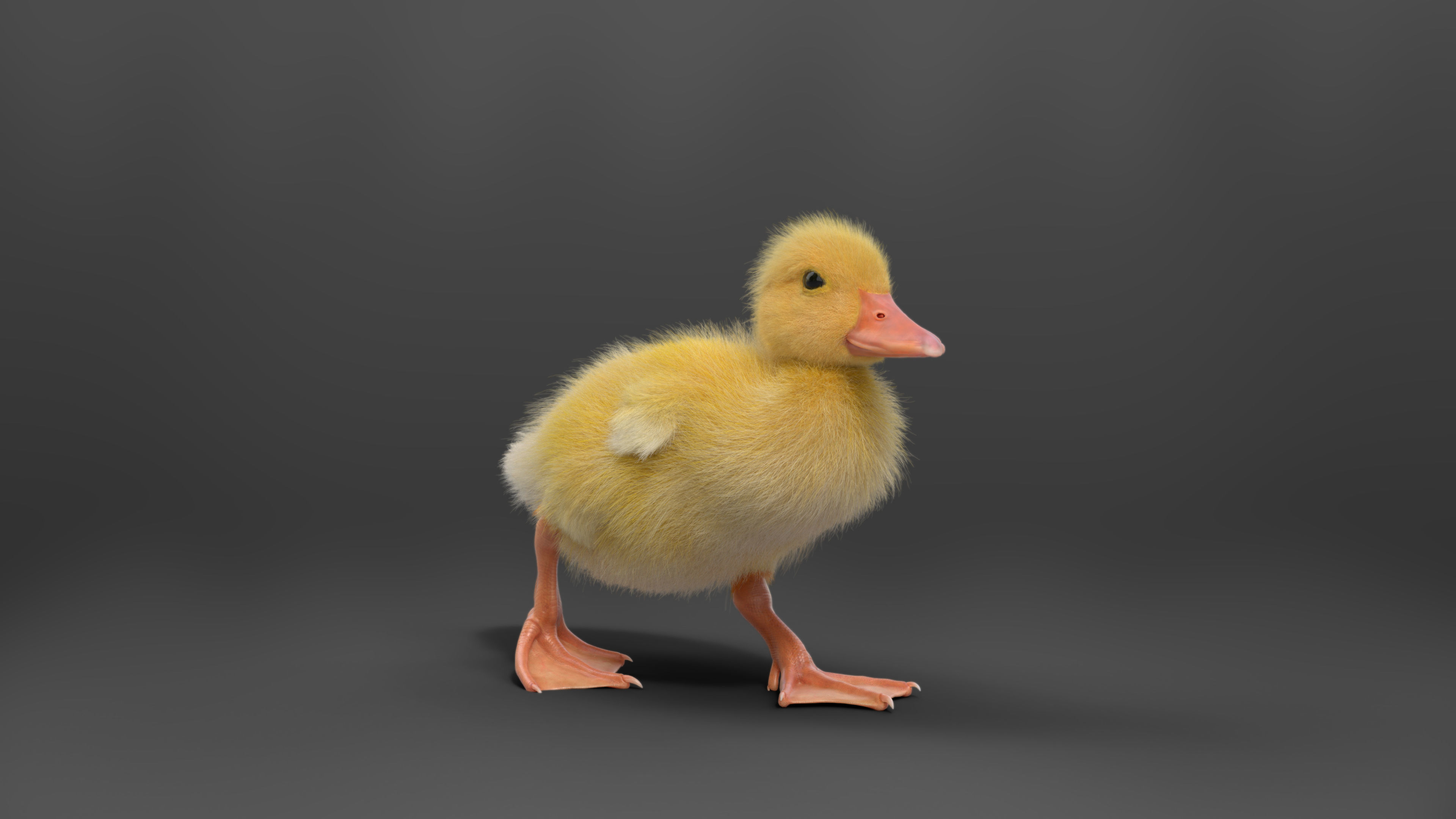 Duckling Animated VFX Grace 3D model_6