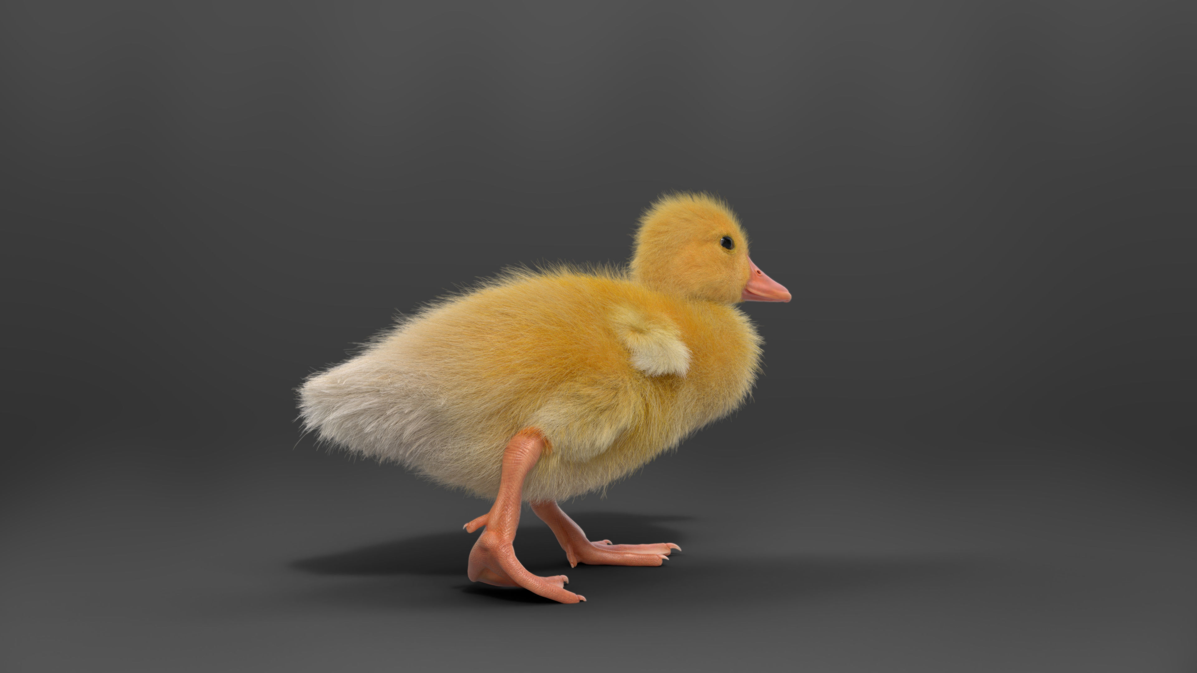 Duckling Animated VFX Grace 3D model_7