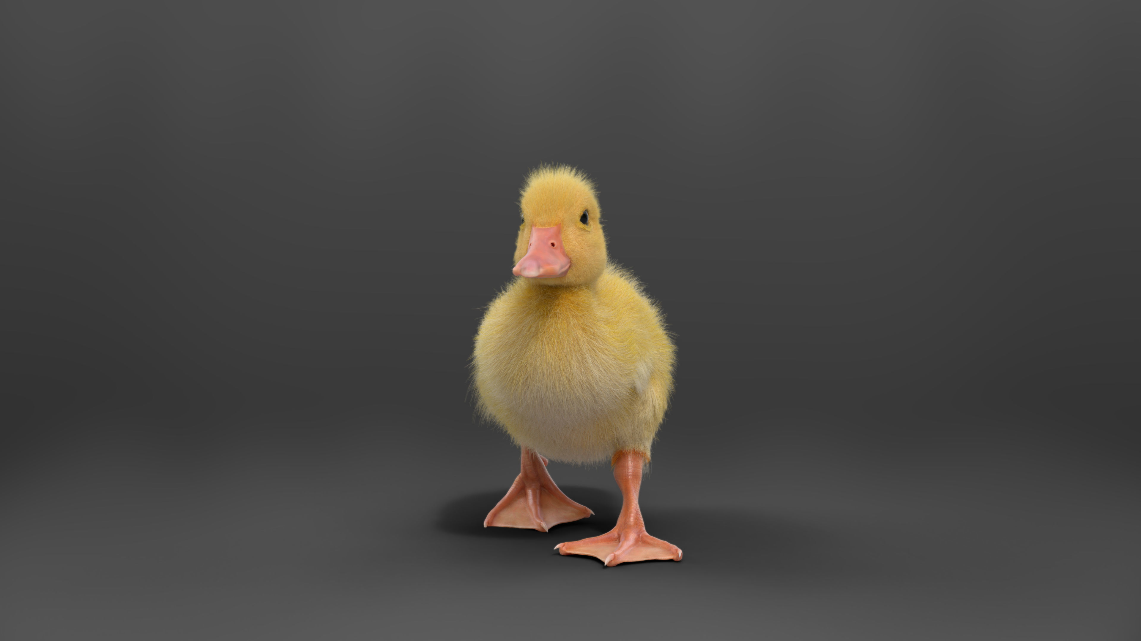 Duckling Animated VFX Grace 3D model_5