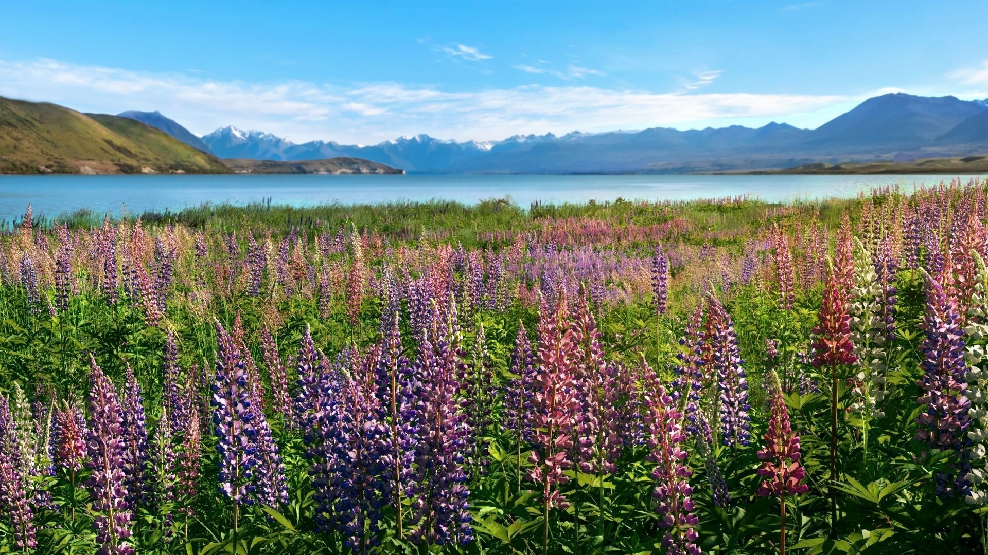 Lupine VFX Grace Low-poly 3D model_2