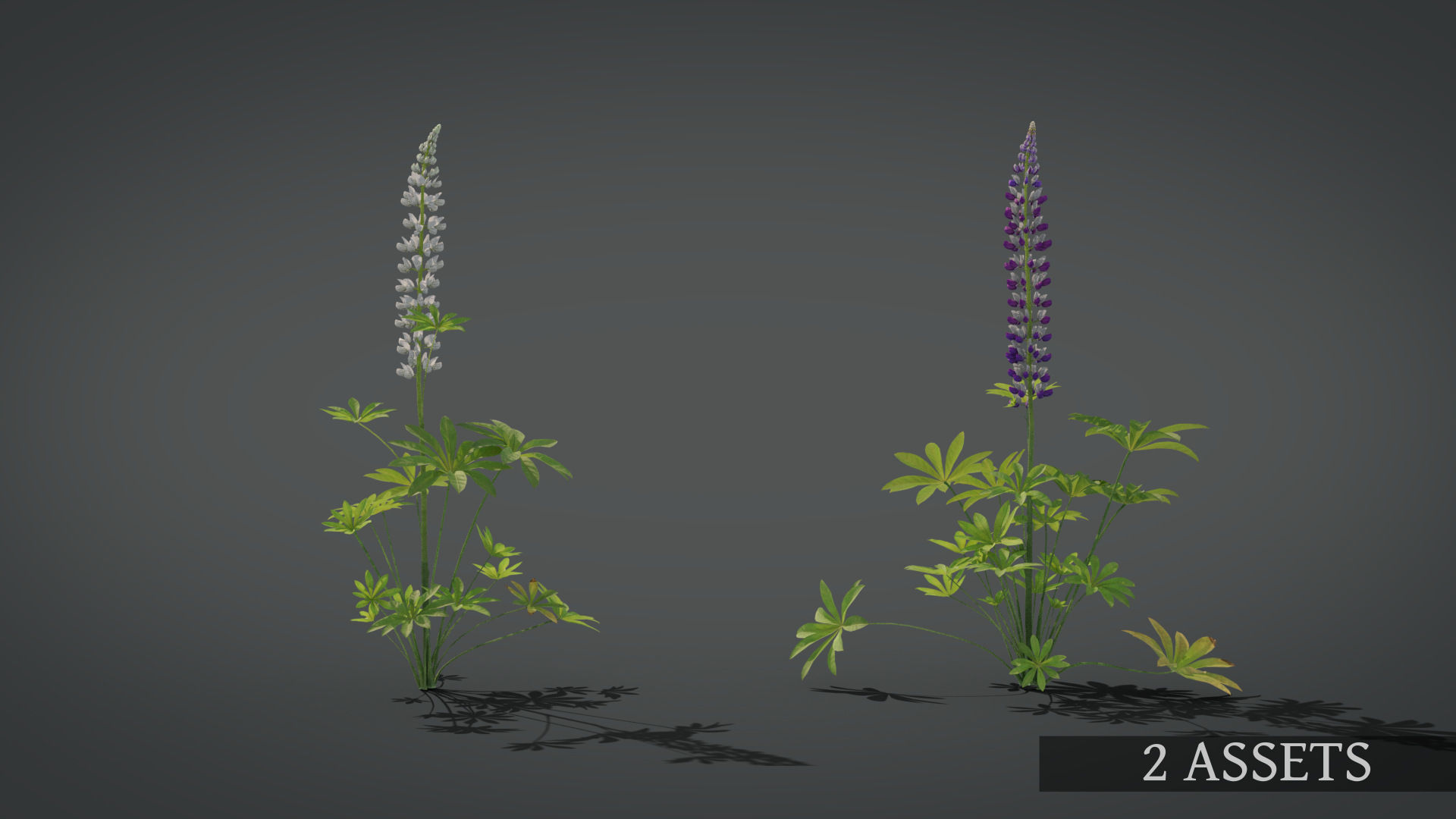 Lupine VFX Grace Low-poly 3D model_7