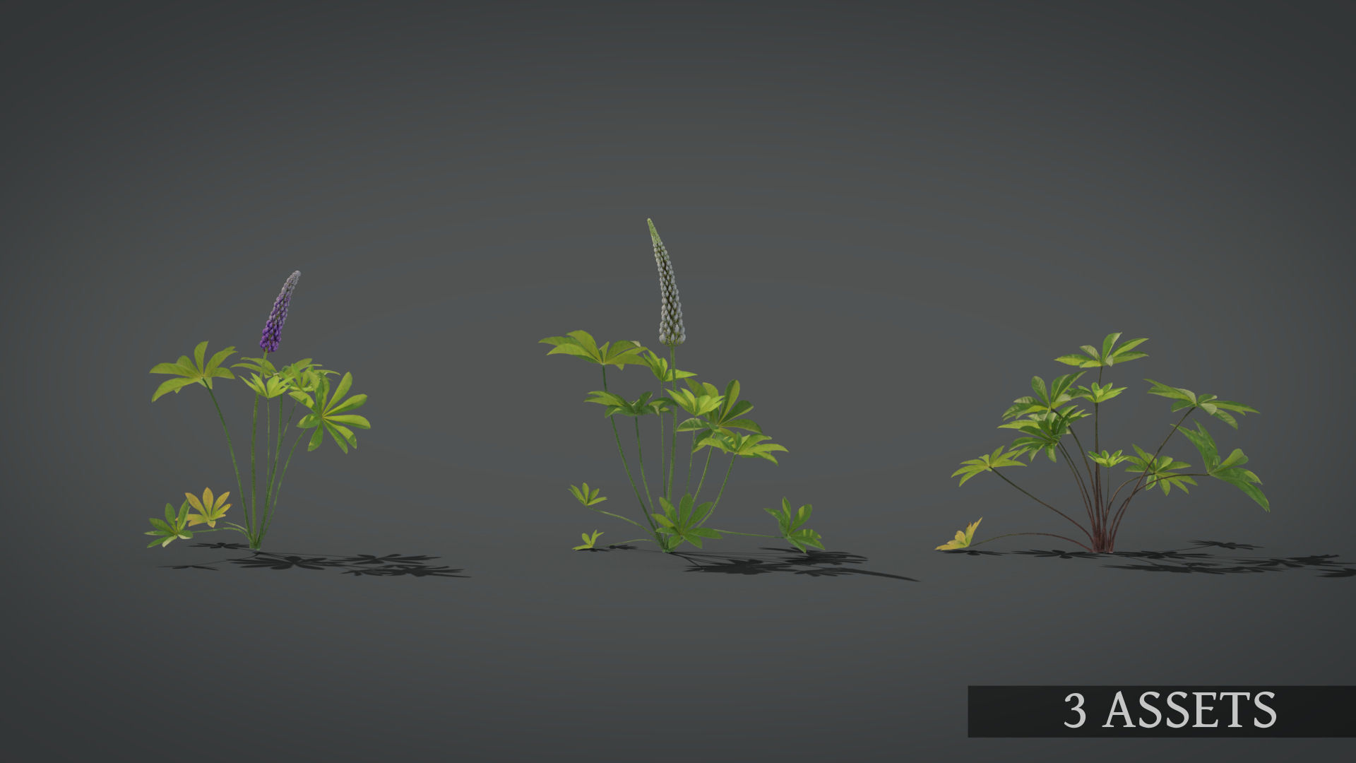 Lupine VFX Grace Low-poly 3D model_3