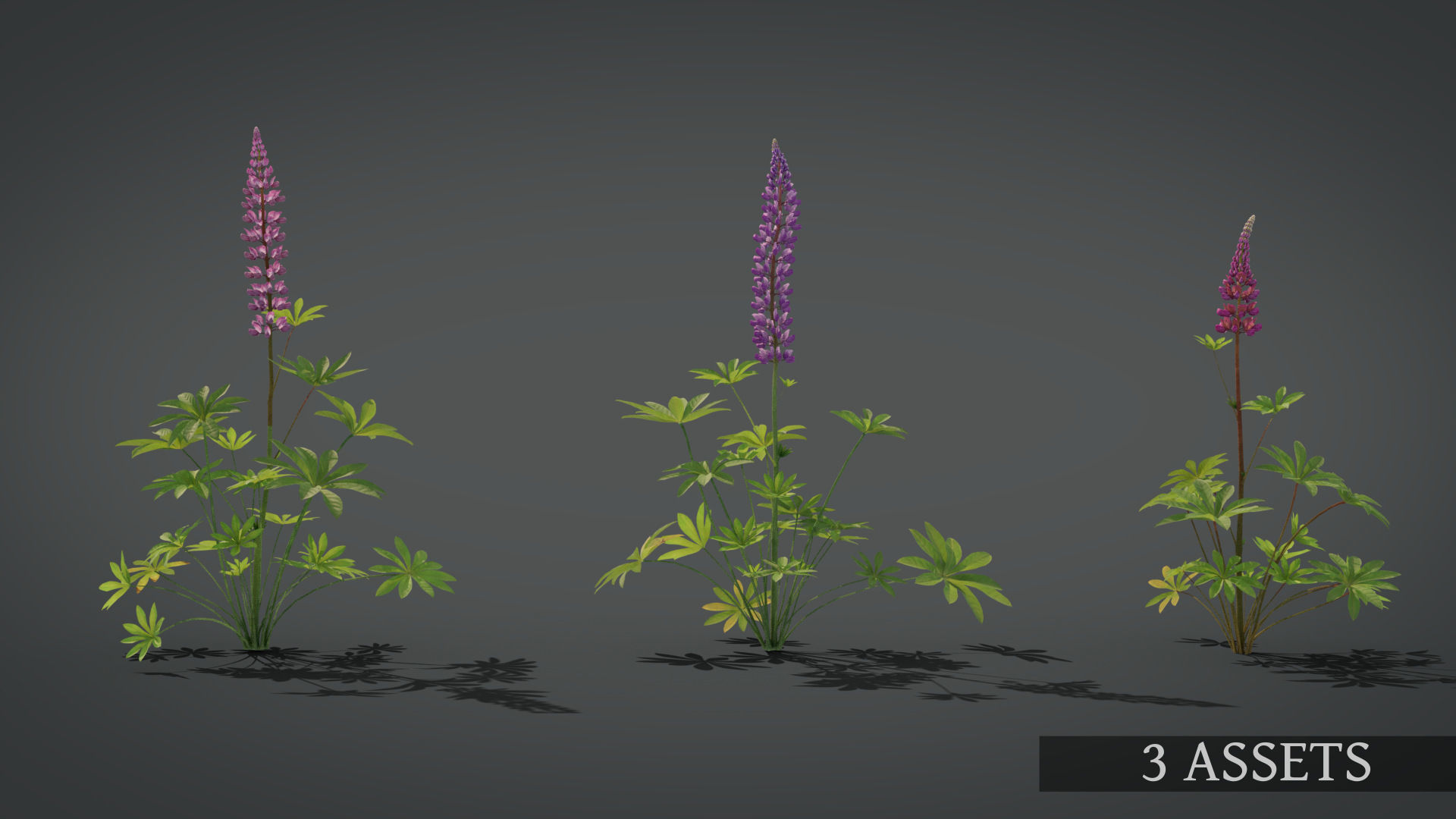 Lupine VFX Grace Low-poly 3D model_4