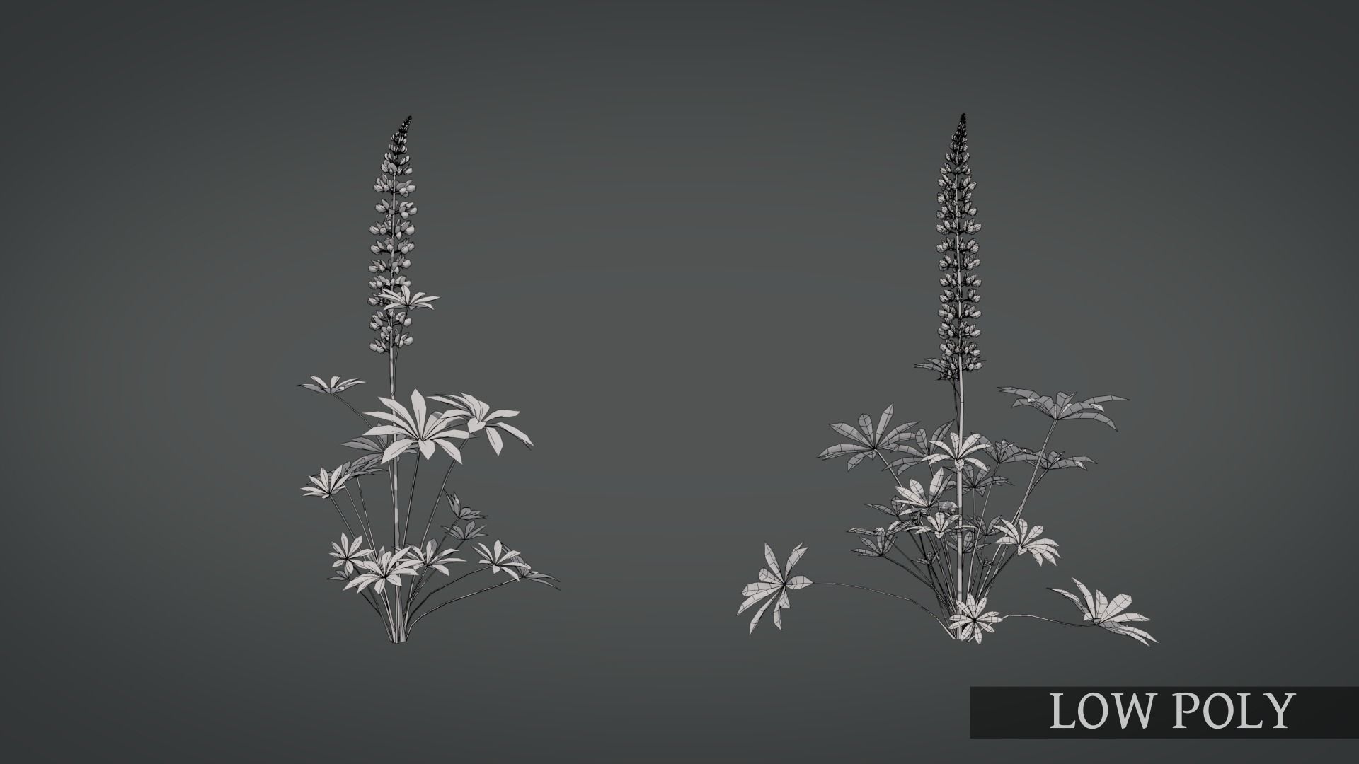 Lupine VFX Grace Low-poly 3D model_10