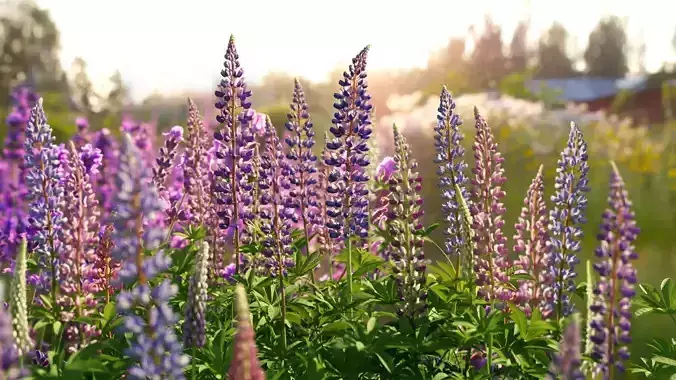 Lupine VFX Grace Low-poly 3D model
