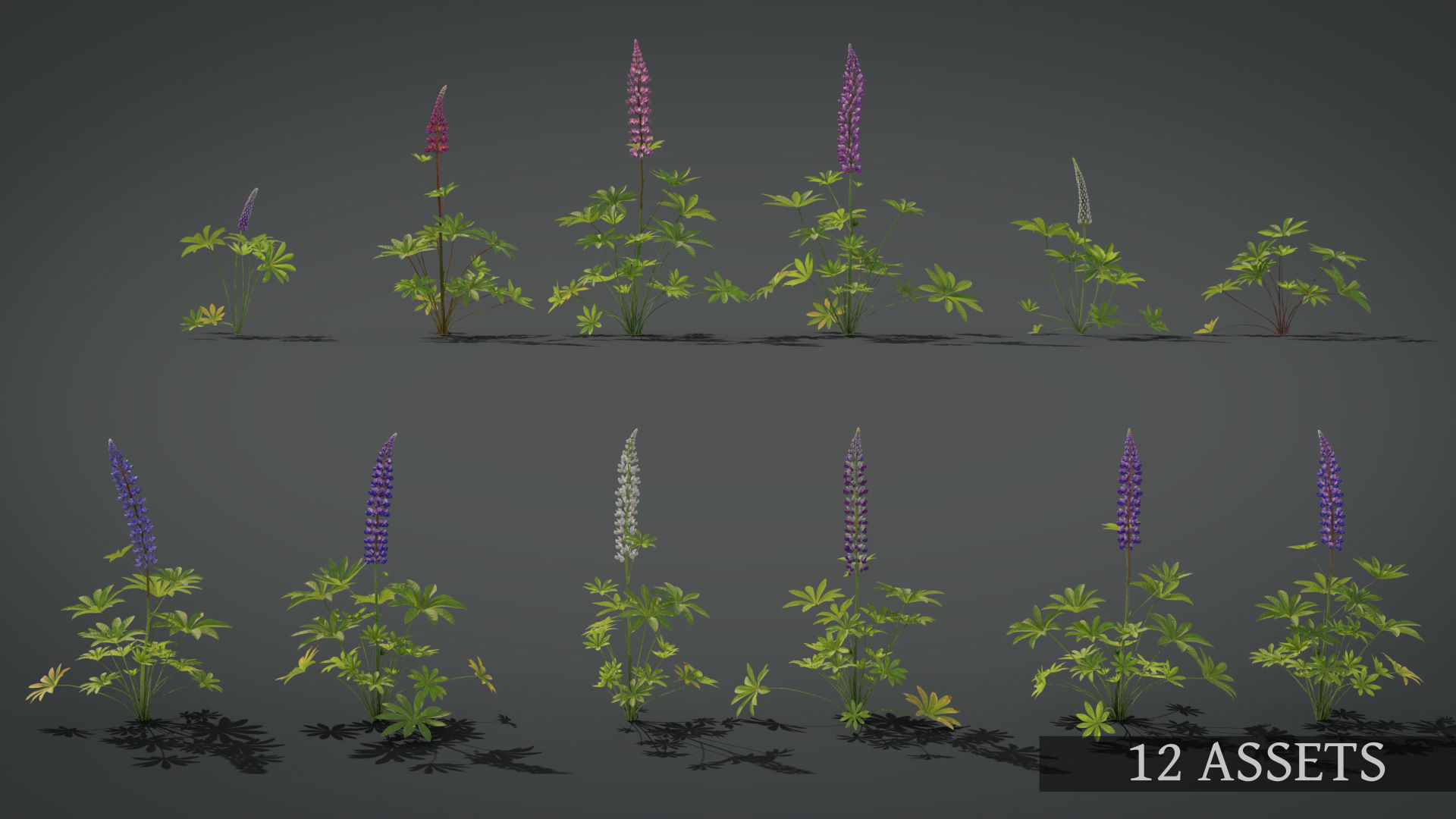 Lupine VFX Grace Low-poly 3D model_5