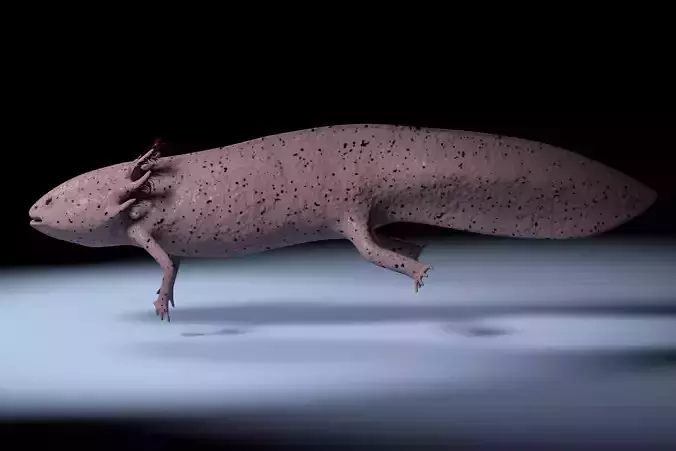 Axolotl