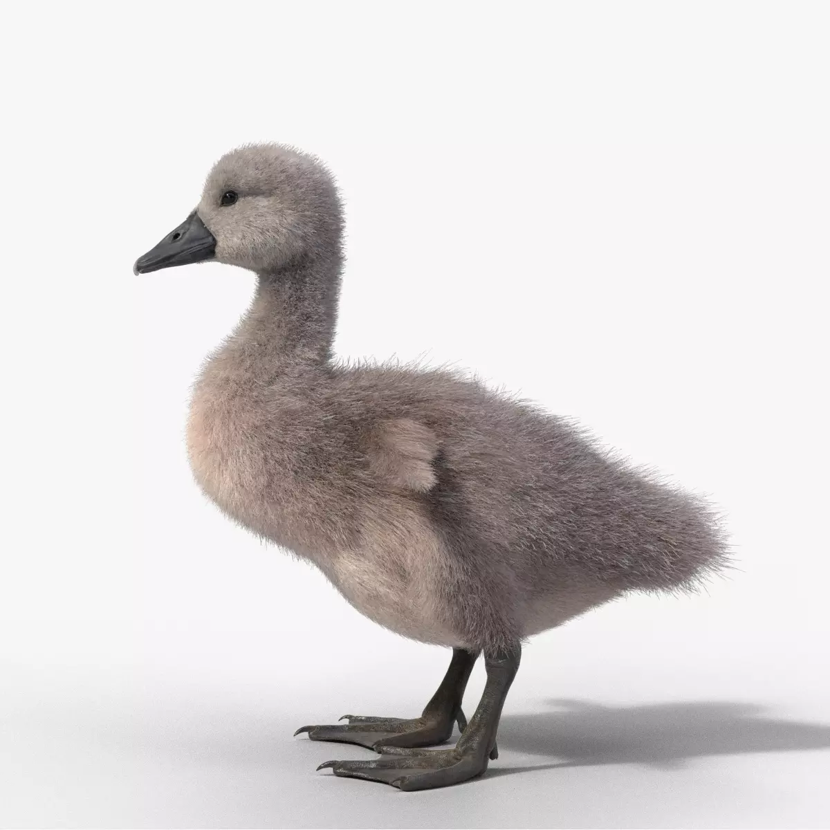 Young Mute Swan Animated VFX Grace 3D model