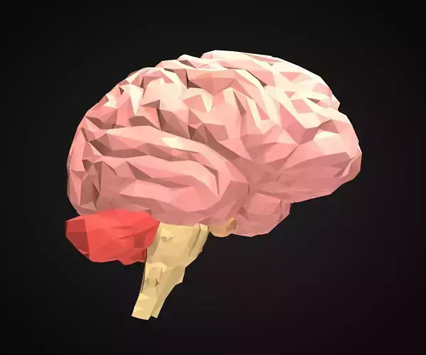Low Poly Brain human in polygon