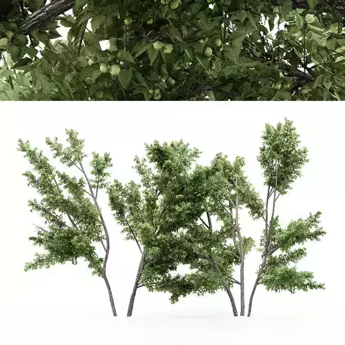 2 diffrent tree Common Hazel Free 3D model
