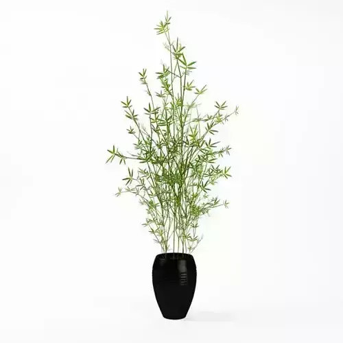 Plant In Black Pot