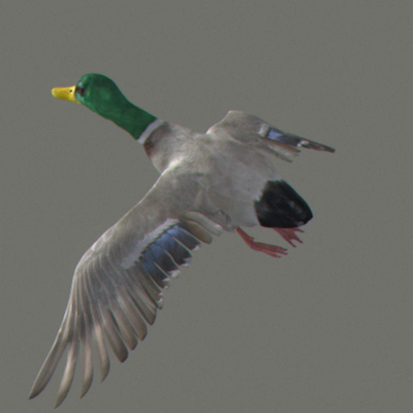 Animated Ducks 3D model_8