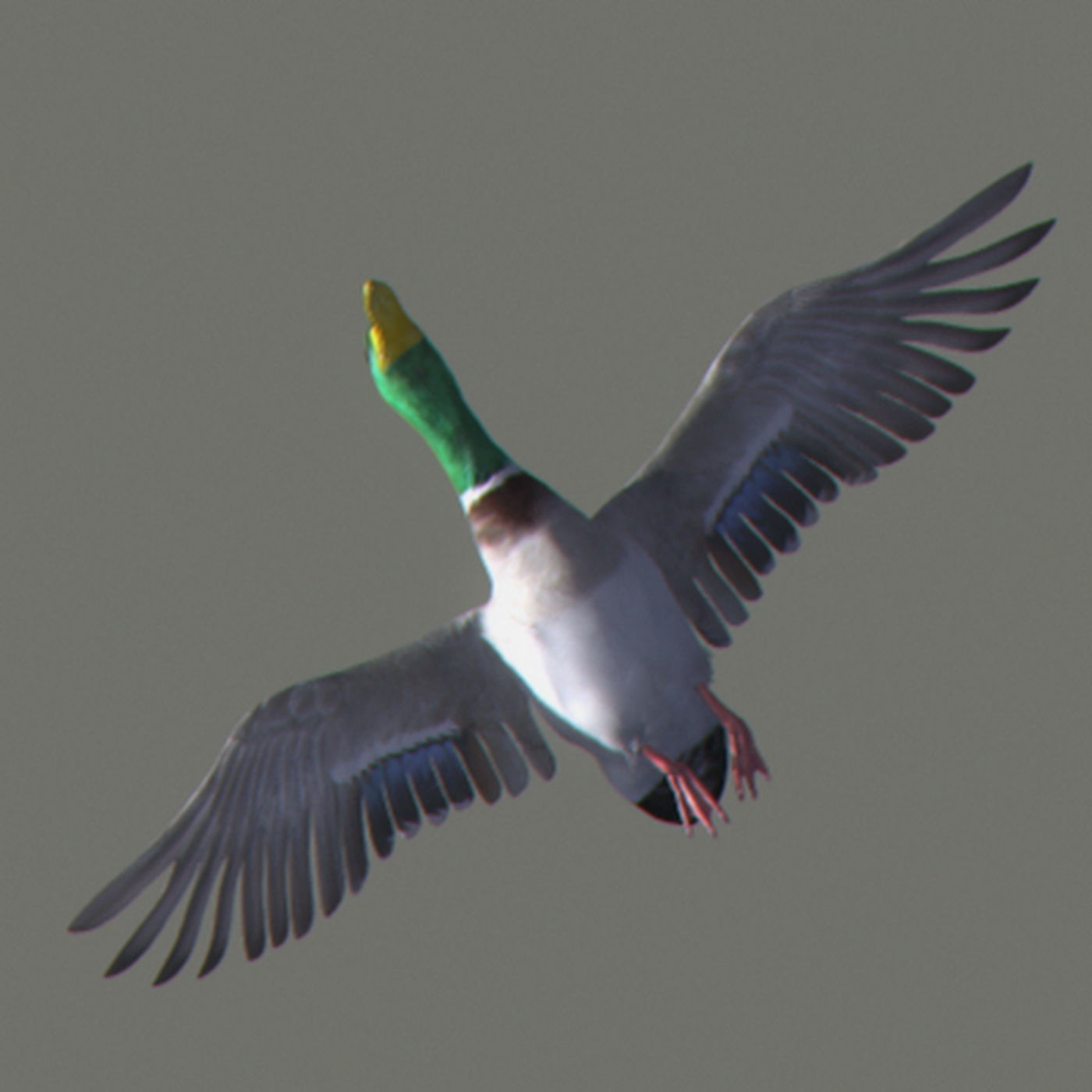 Animated Ducks 3D model_6