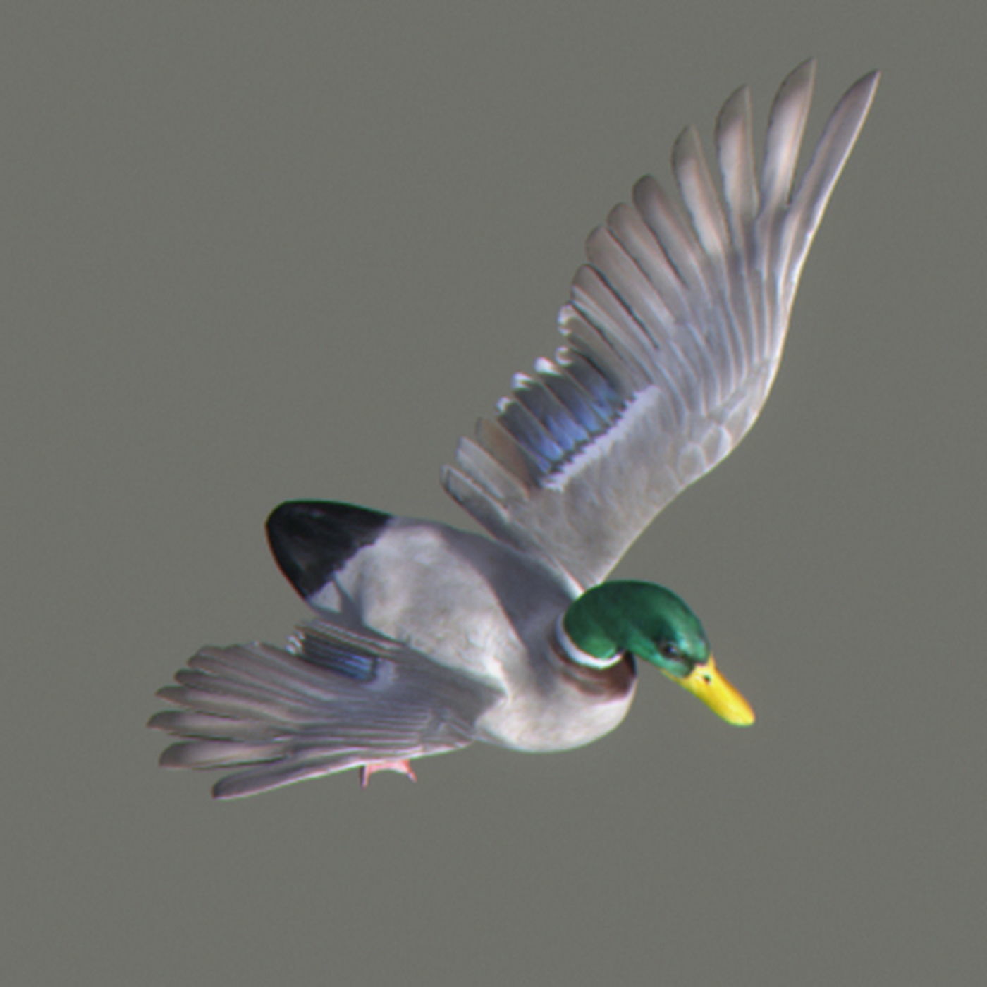 Animated Ducks 3D model_3