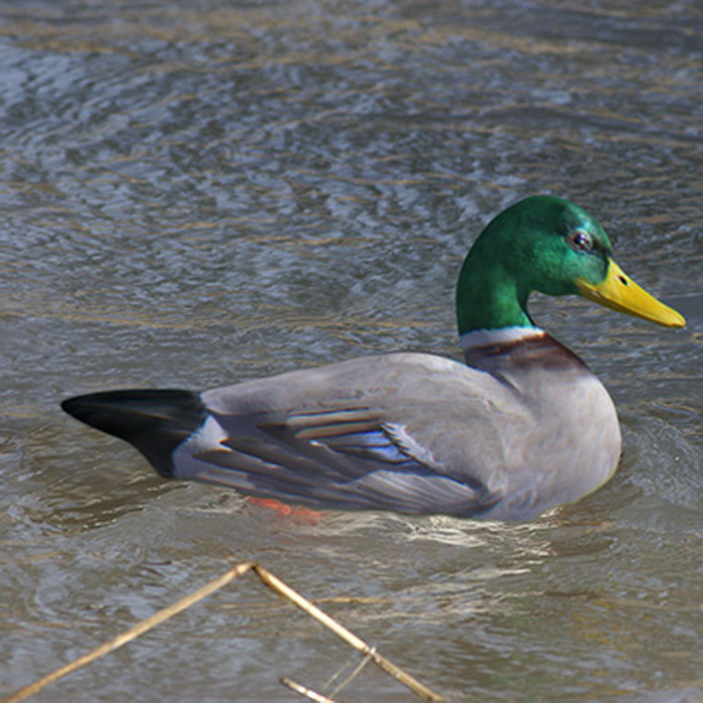 Animated Ducks 3D model_11