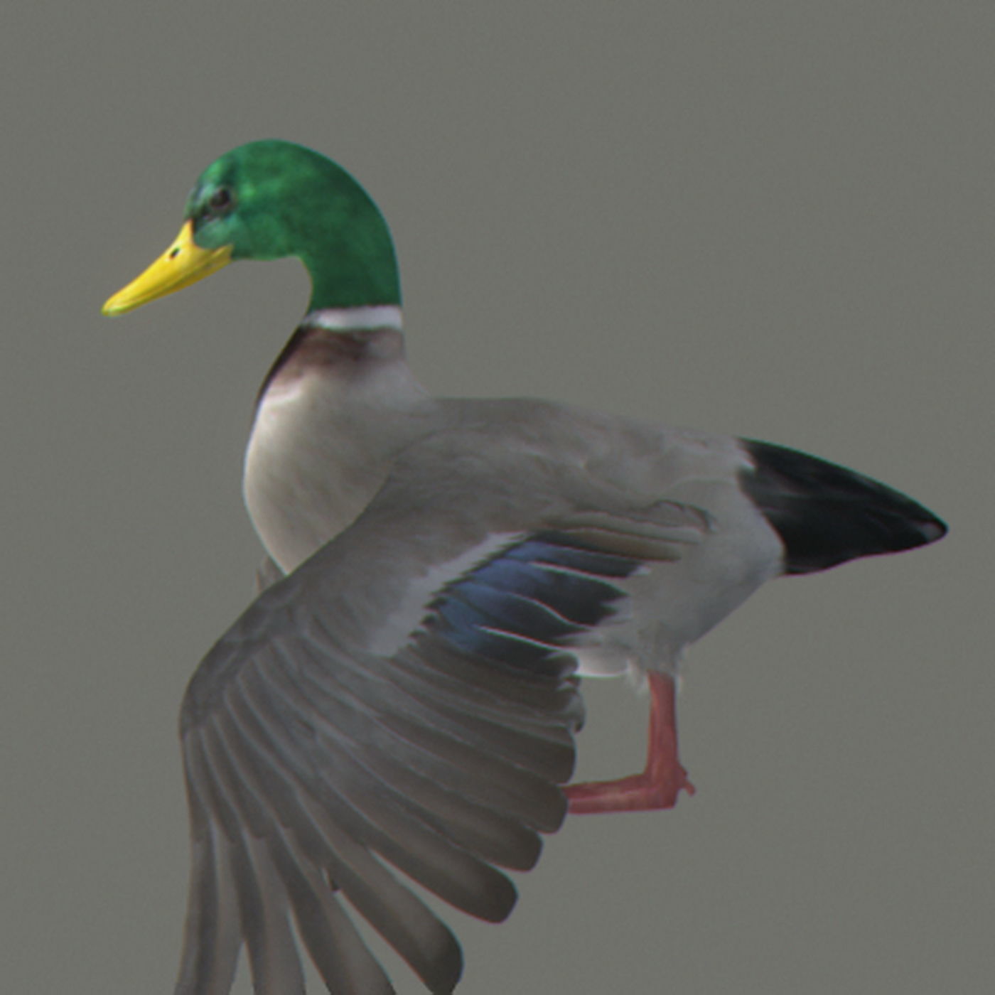 Animated Ducks 3D model_9