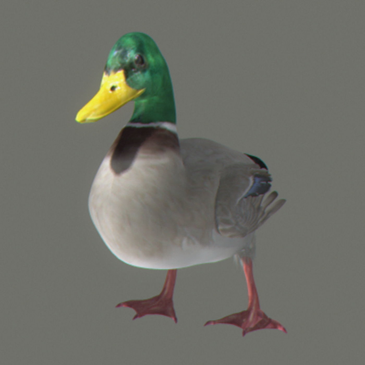 Animated Ducks 3D model_4