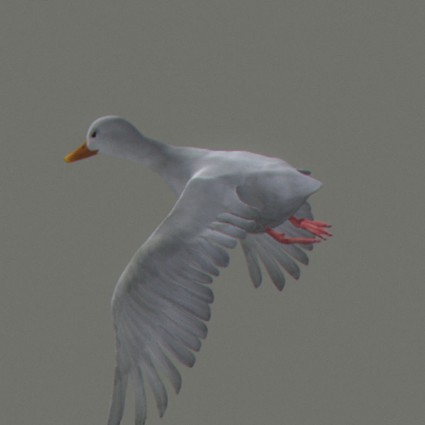 Animated Ducks 3D model_17