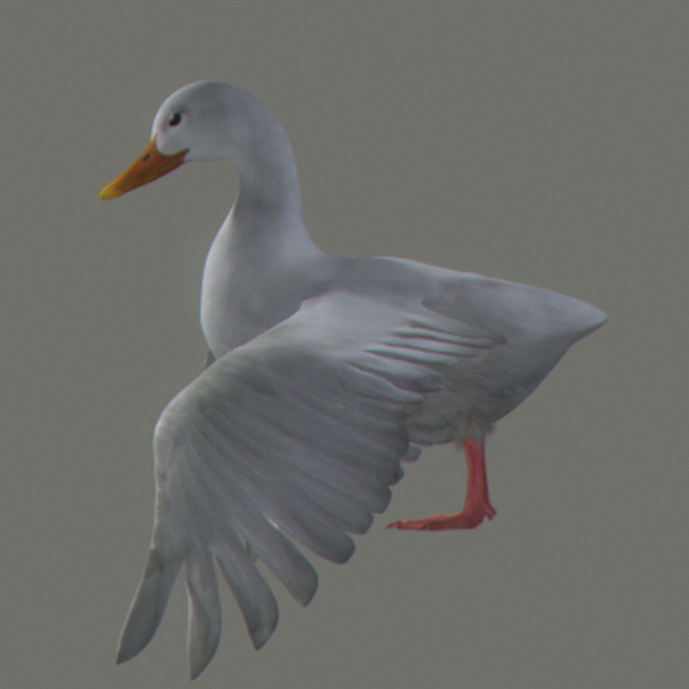 Animated Ducks 3D model_14
