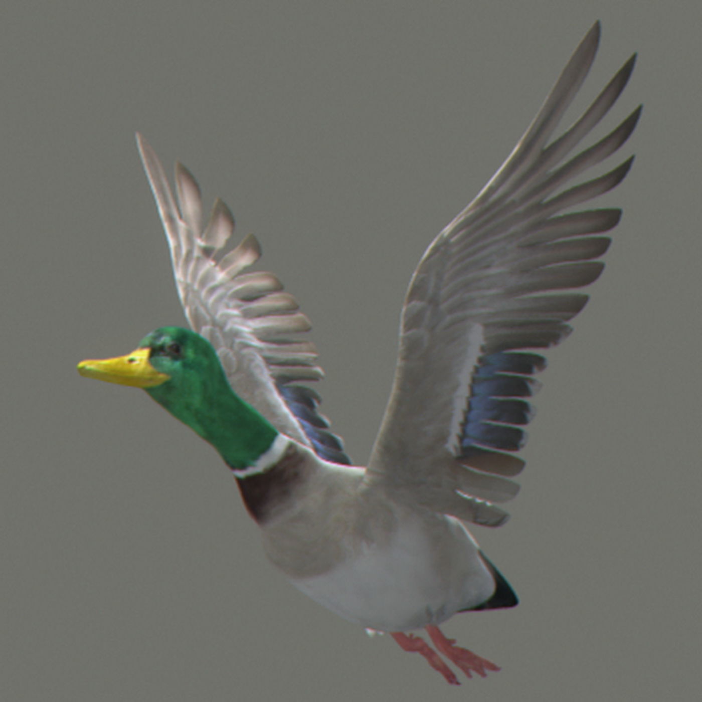 Animated Ducks 3D model_7
