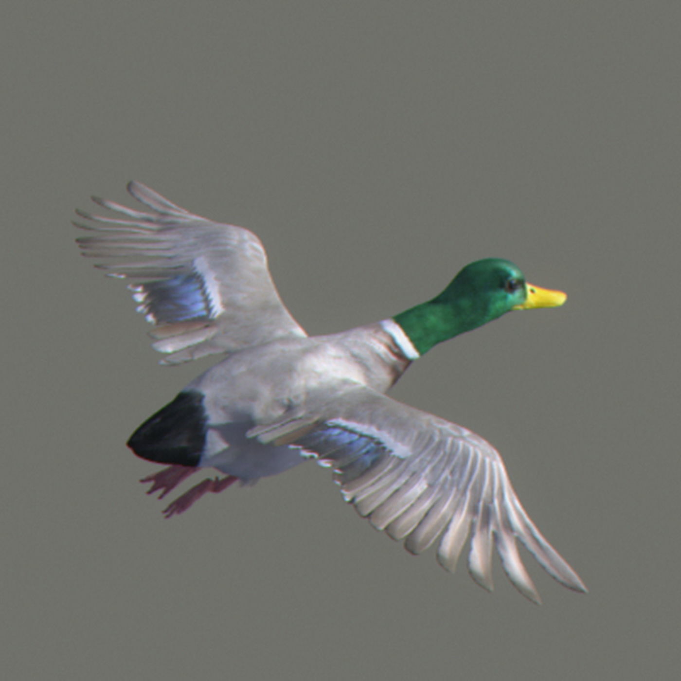 Animated Ducks 3D model_5