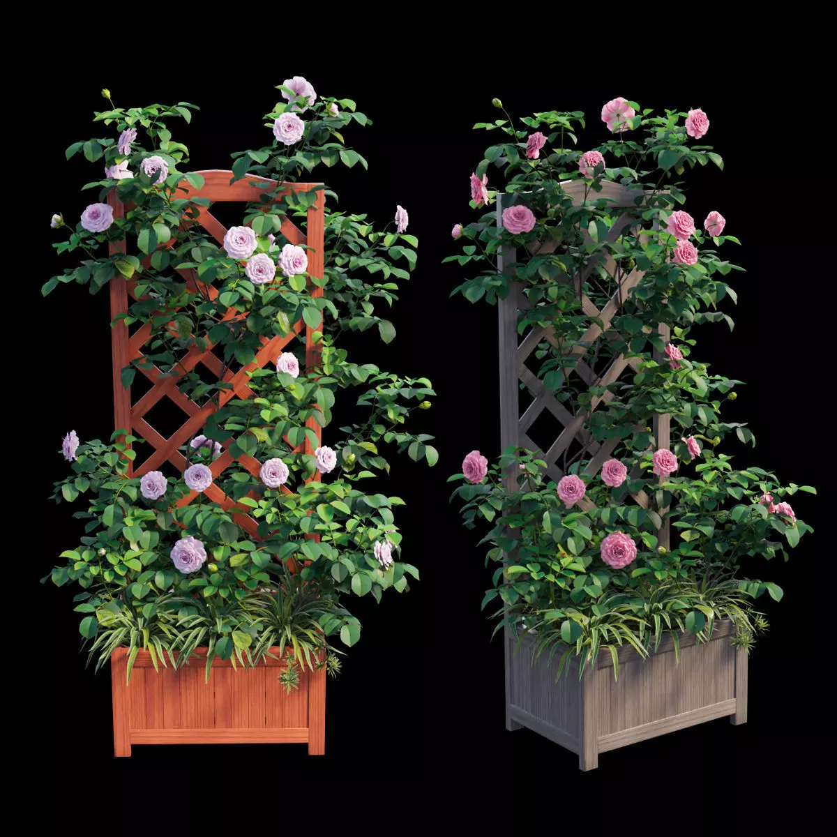 Rose plant 76 3D model