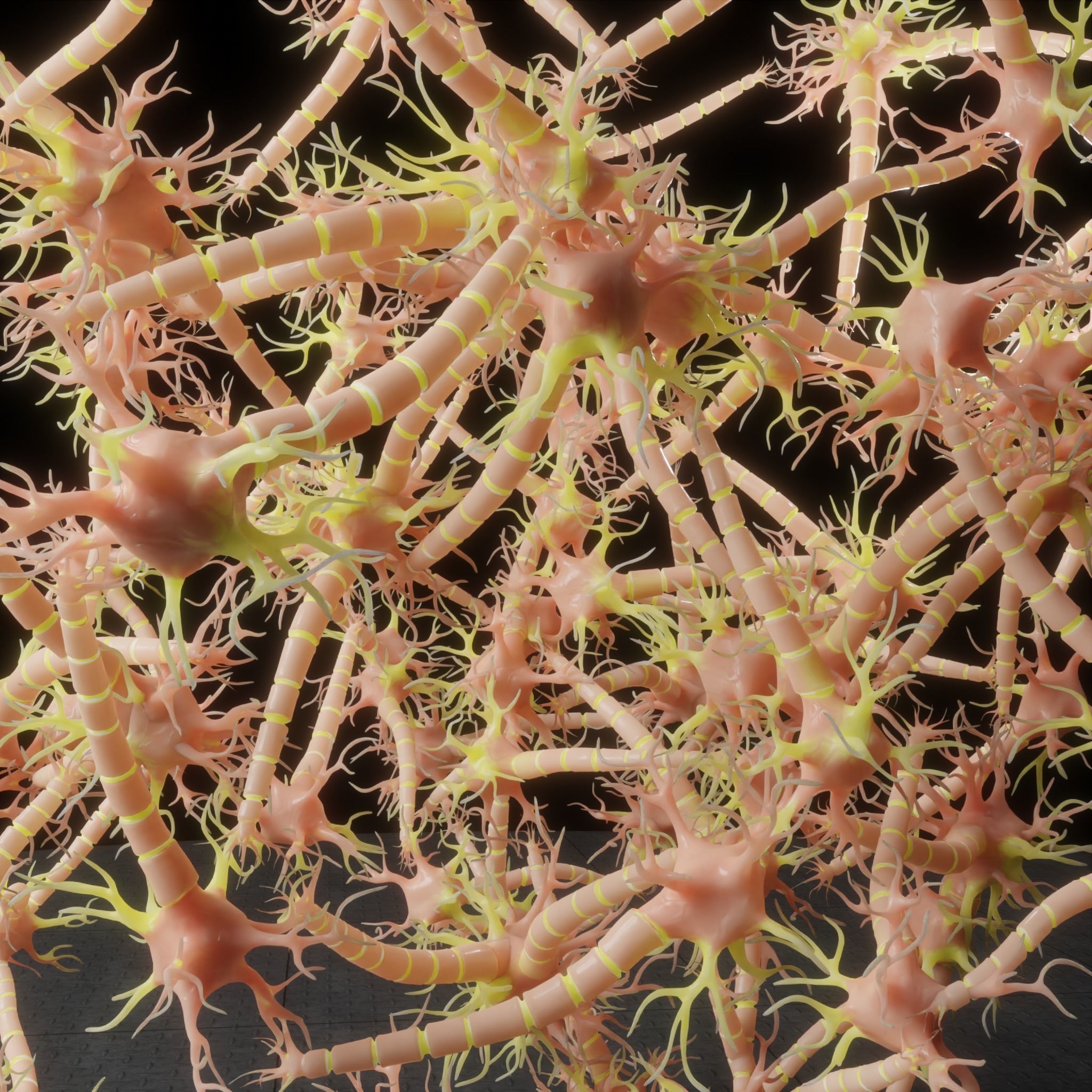 Neuron Nerve Cell Anatomy In Details 3D model_2