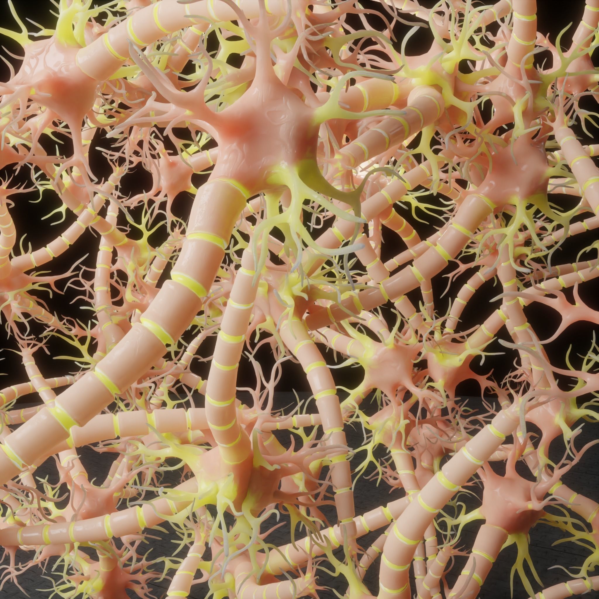 Neuron Nerve Cell Anatomy In Details 3D model_4