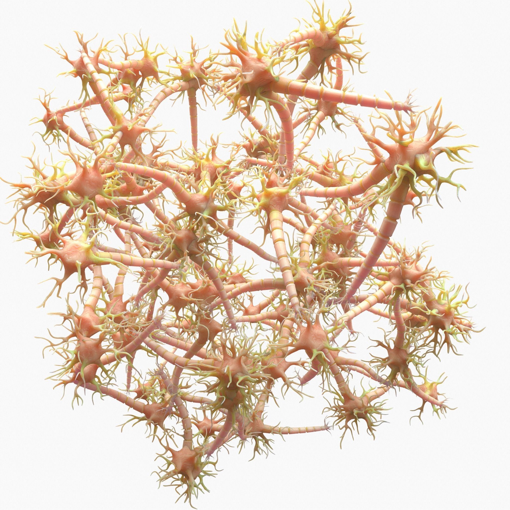 Neuron Nerve Cell Anatomy In Details 3D model_5