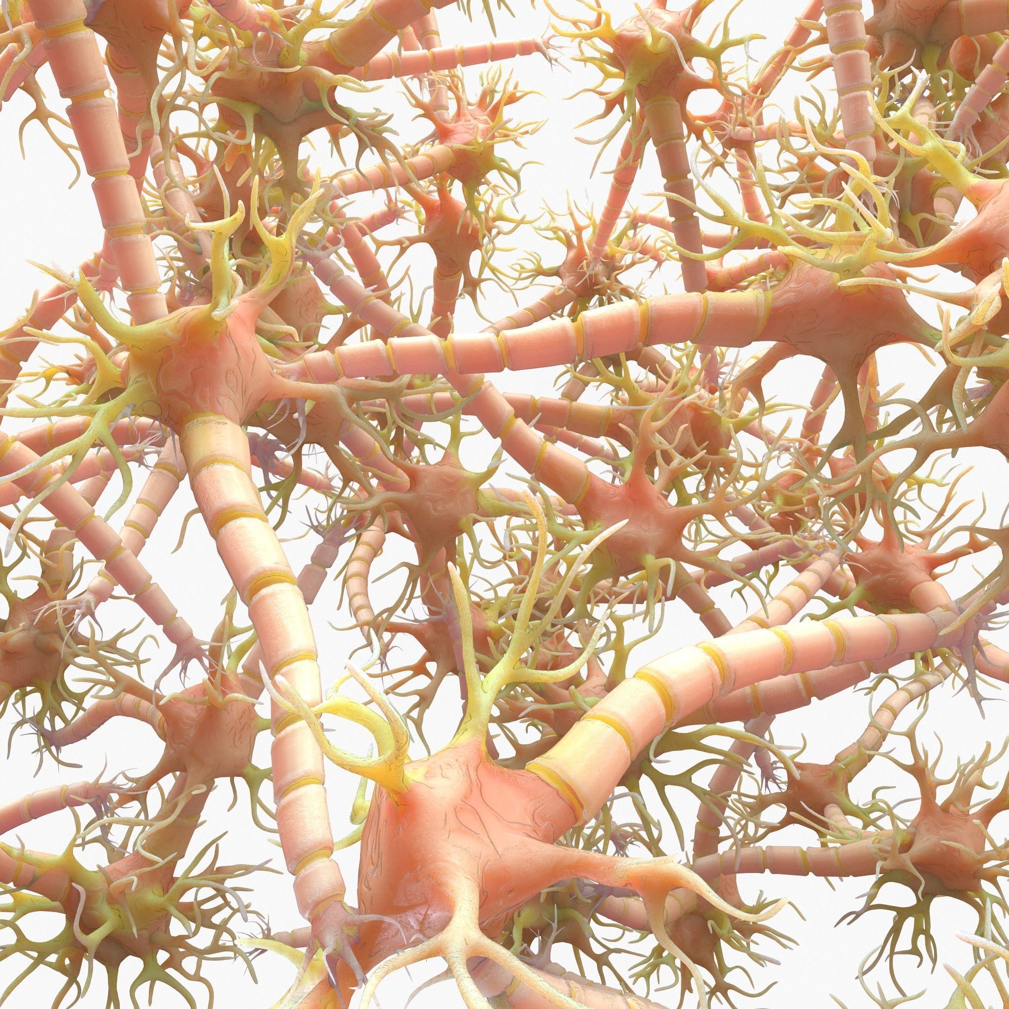 Neuron Nerve Cell Anatomy In Details 3D model_8