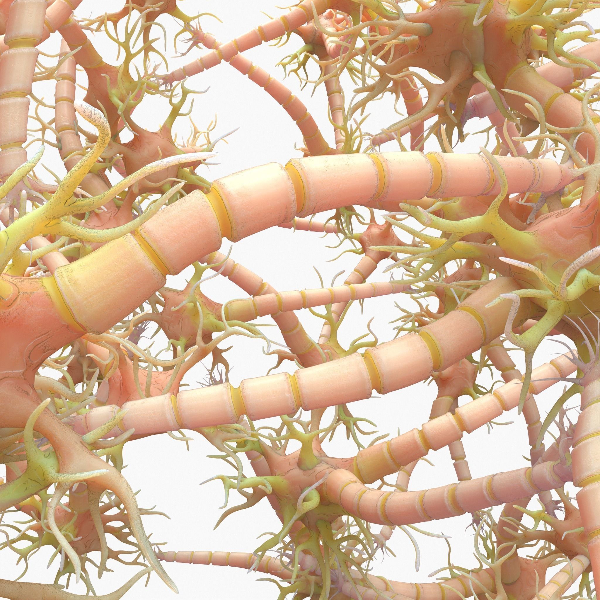 Neuron Nerve Cell Anatomy In Details 3D model_7