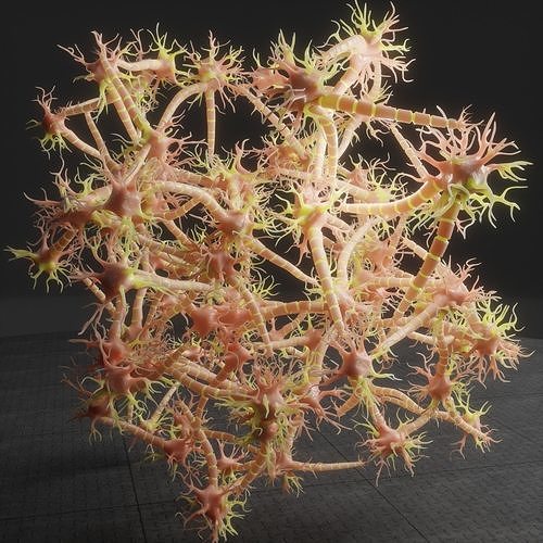 Neuron Nerve Cell Anatomy In Details 3D model