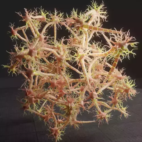 Neuron Nerve Cell Anatomy In Details 3D model