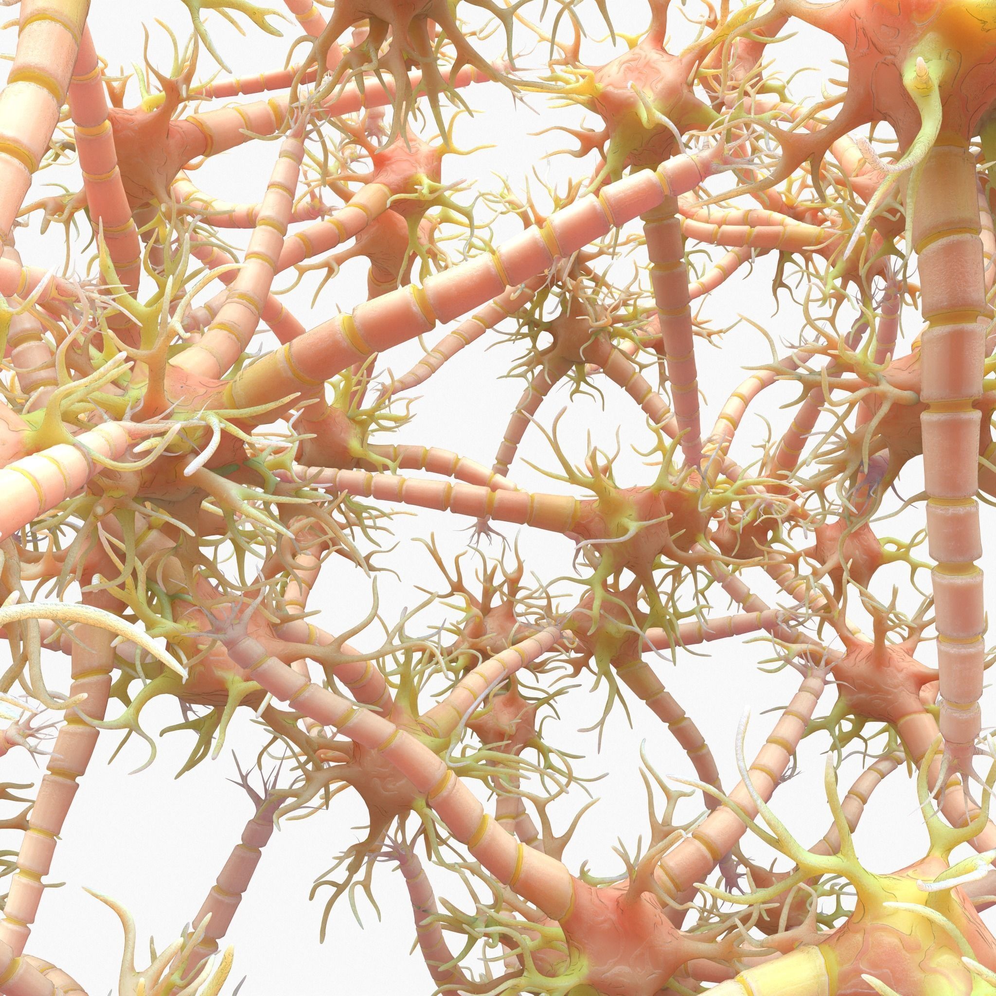 Neuron Nerve Cell Anatomy In Details 3D model_6