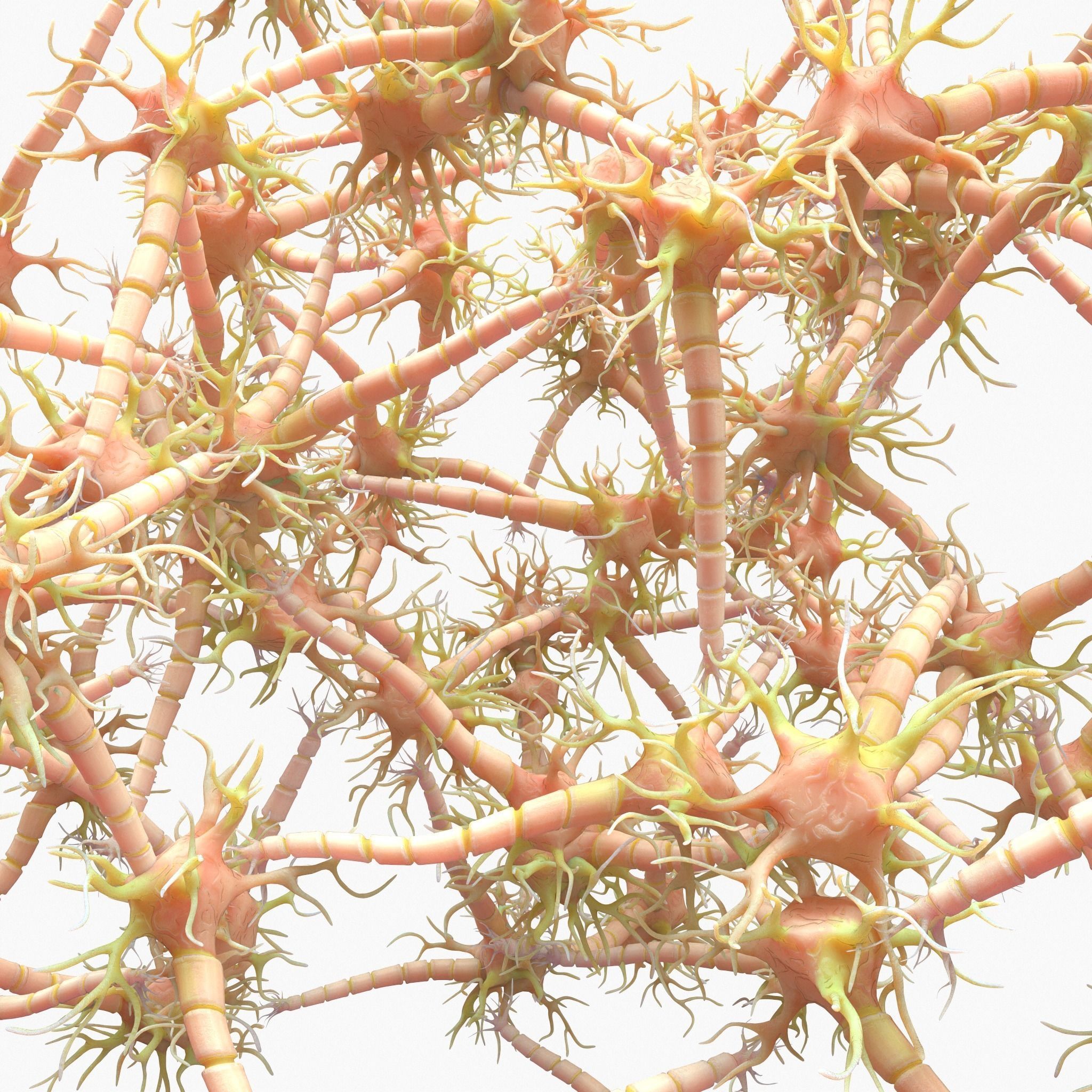 Neuron Nerve Cell Anatomy In Details 3D model_9