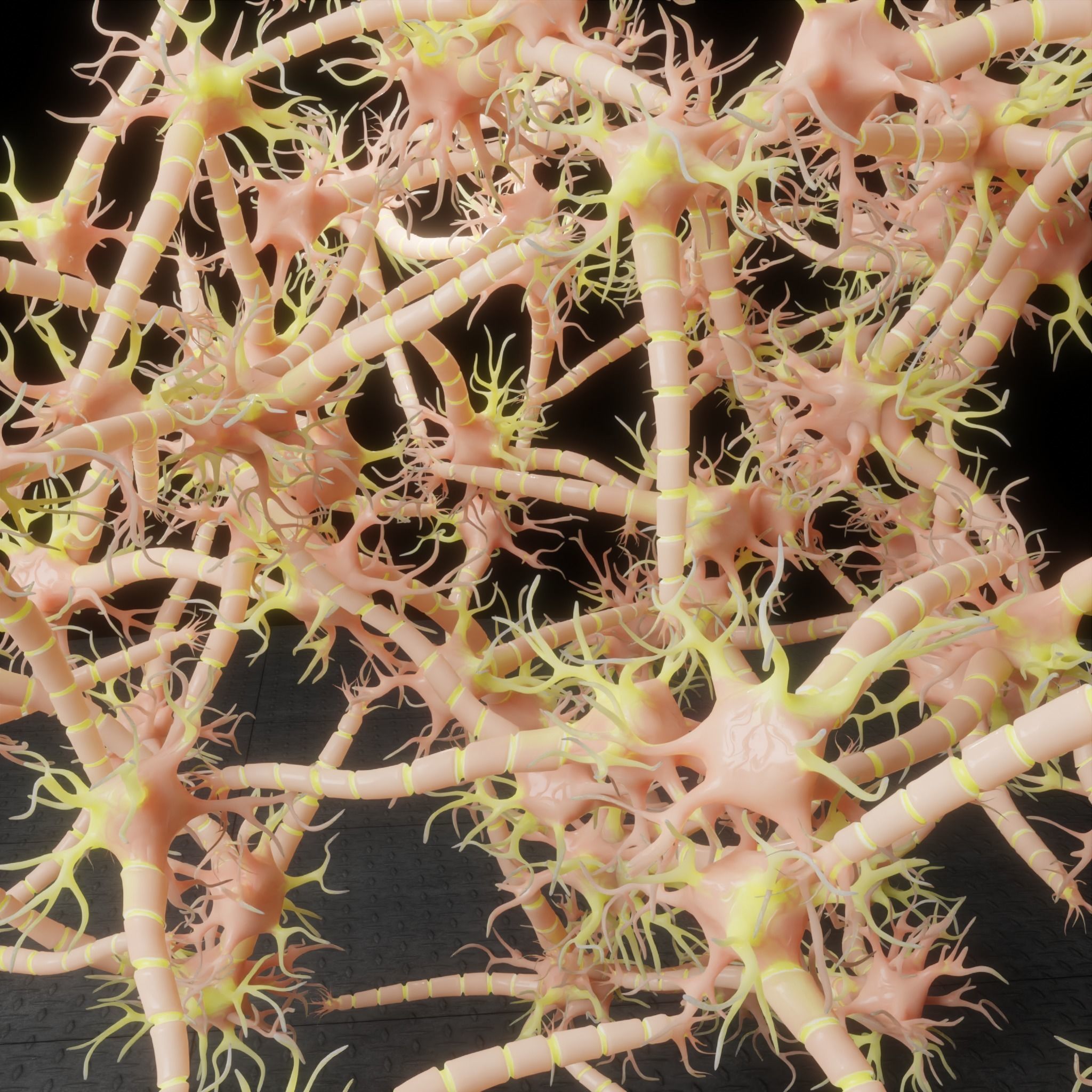 Neuron Nerve Cell Anatomy In Details 3D model_3