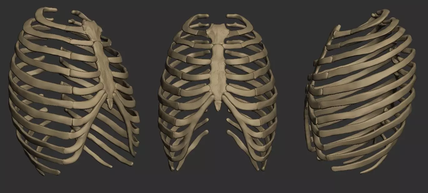 free Ribcage Model Free 3D print model