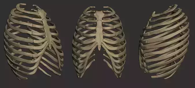 free Ribcage Model Free 3D print model
