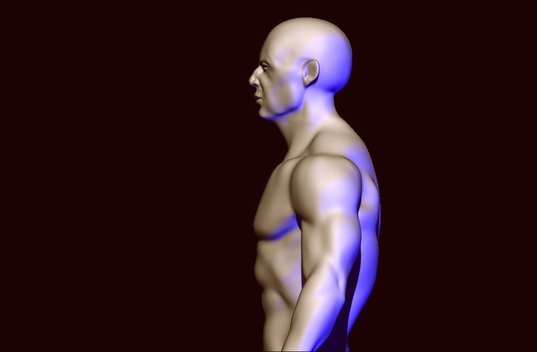 base mesh anatomy  Low-poly 3D model_9