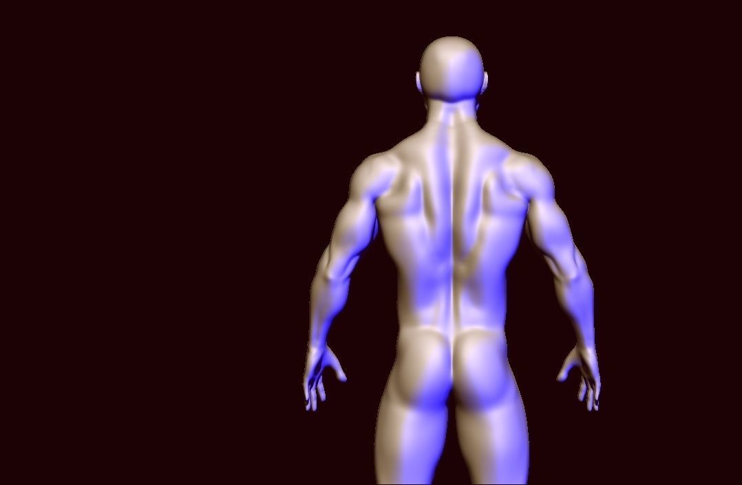 base mesh anatomy  Low-poly 3D model_8