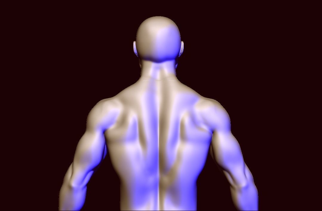 base mesh anatomy  Low-poly 3D model_6