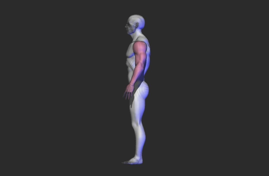 base mesh anatomy  Low-poly 3D model_13